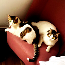 Icon for Found Tito and Mia