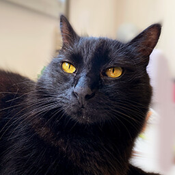 Icon for Found Pegasus