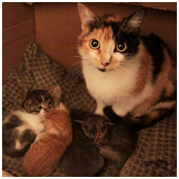 Icon for A Heart Full of Cats