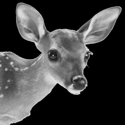 Icon for Made a friend.