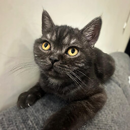 Icon for Found Güneş