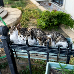 Icon for Found Street Cats