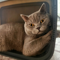 Icon for Found Koffy