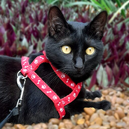 Icon for Found Wandinha