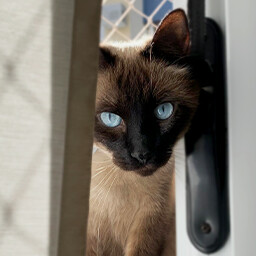 Icon for Found Alce Luvas Charmosas