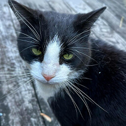 Icon for Found Petunia