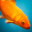 Goldfish icon