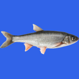 Icon for Fish