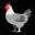Unlucky Chicken icon