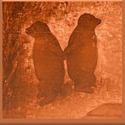 Icon for Wild bears prefer each other's company