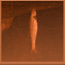 Icon for There's more to it than a single herring