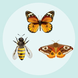 Icon for Insect Enthusiast