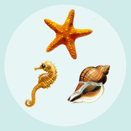 Icon for Marine Biologist