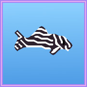 Icon for Zebra Pleco