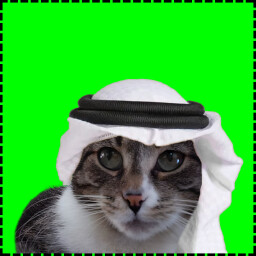 Icon for Habibi Cat