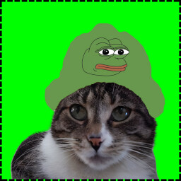 Icon for Pepe Cat