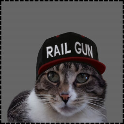 Icon for Baseball Cat