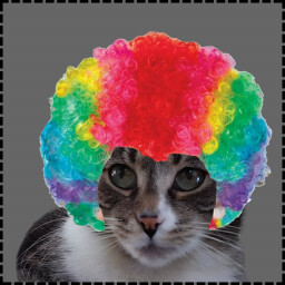 Icon for Clown Cat