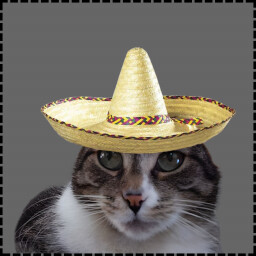 Icon for Mexican Cat