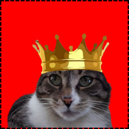 Icon for Prince Cat