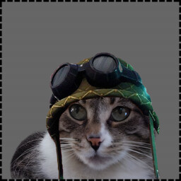 Icon for Diver Cat