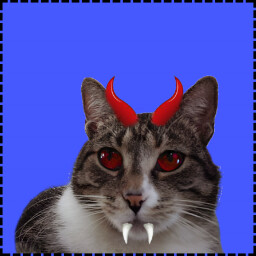 Icon for Evil Cat