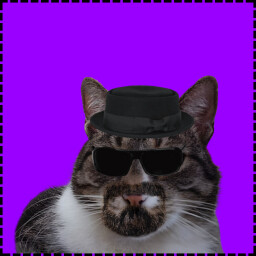 Icon for Walter Cat