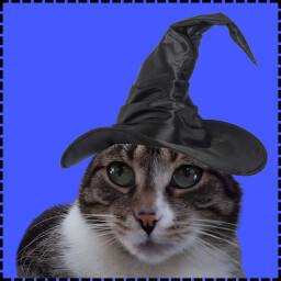 Icon for Witch Cat