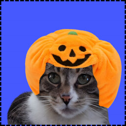 Icon for Pumpkin Cat