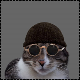 Icon for Robber Cat