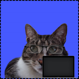 Icon for IT Cat