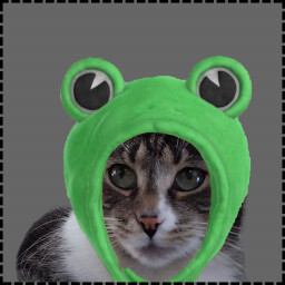 Icon for Frog Cat