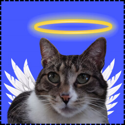 Icon for Angel Cat