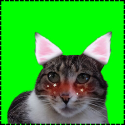 Icon for Uwu Cat