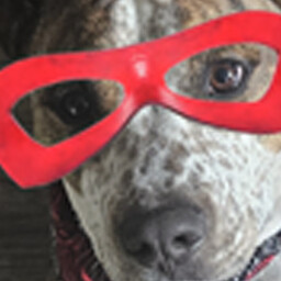 Icon for Murphy Boy Wonder