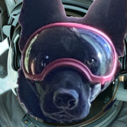 Icon for Violet Cosmic k-9