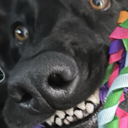 Icon for Violet Bass Hound