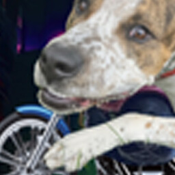 Icon for Murphy Moto Pup