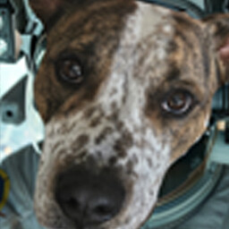 Icon for Murphy Astro Pup