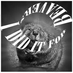 I Did It For Beavers!