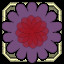 Icon for Rose Beauty