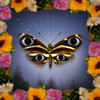 Icon for Social Butterfly
