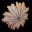 The Thistle and the Flower icon