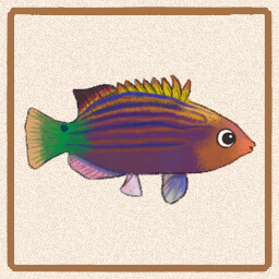 Icon for Six Line Wrasse