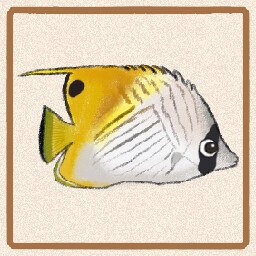 Icon for Auriga Butterflyfish