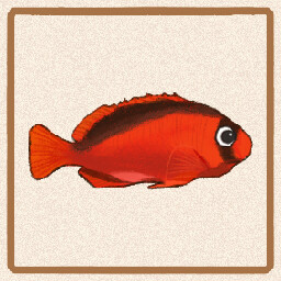 Icon for Flame Hawkfish