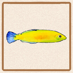 Icon for Yellow Wrasse