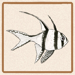 Icon for Banggai Cardinalfish