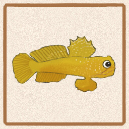 Icon for Yellow Watchman Goby