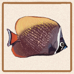 Icon for Pakistan Butterflyfish